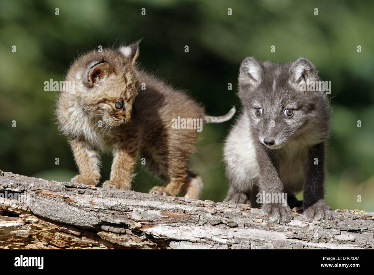 Un jeune lynx roux (C) (Felis rufa) et d'un jeune renard arctique (Alopex lagopus) sont représentées sur un tronc d'arbre au Minnesota, connexion de la faune en grès, USA, 2007. Photo : Ronald Wittek Banque D'Images