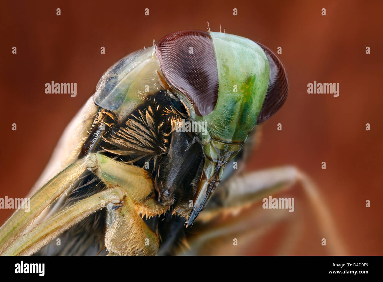 Chef d'un backswimmer (Notonectidae), extreme close-up Banque D'Images