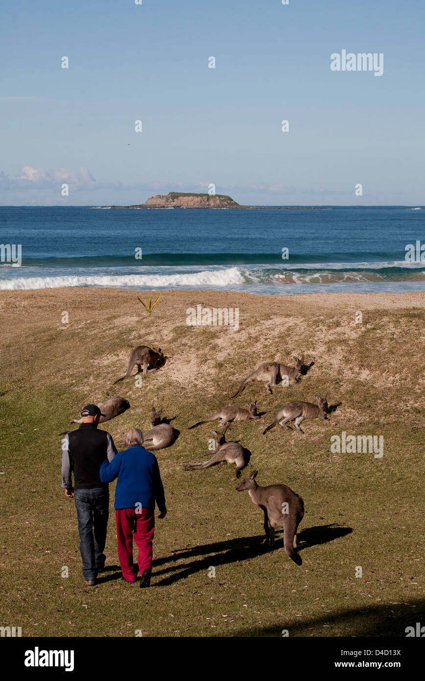 L'est passé flowers kangourou gris Galets Murramarang Park National Côte sud de la Nouvelle-Galles du Sud Australie Banque D'Images