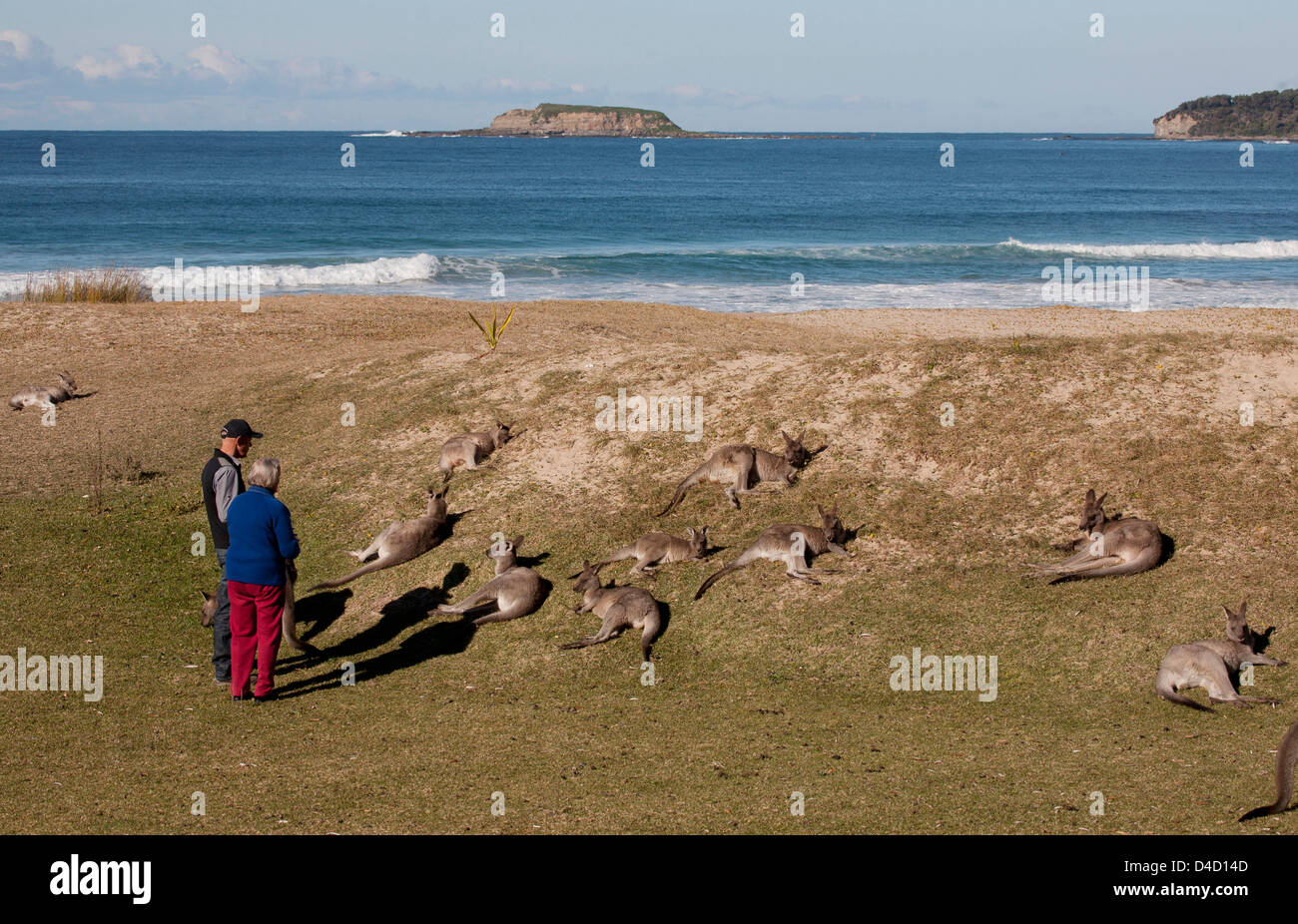 Couple de personnes âgées en passant devant la plage de galets de kangourou gris de l'Est du Parc National Murramarang Côte sud de la Nouvelle-Galles du Sud Australie Banque D'Images