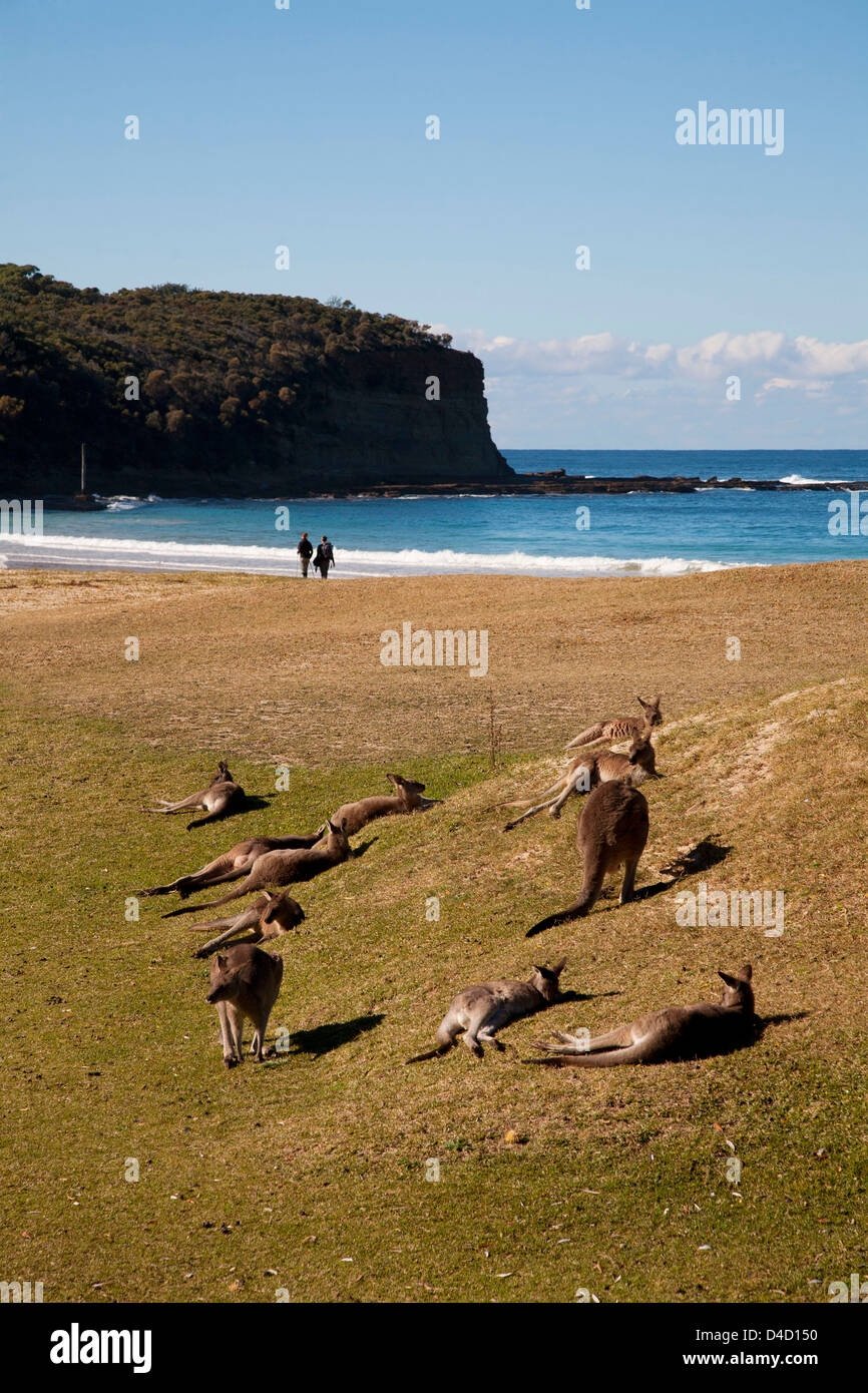 Kangourou gris de l'éco-tourisme plage de surf sur une plage de galets Murramarang Park National Côte sud de la Nouvelle-Galles du Sud Australie Banque D'Images