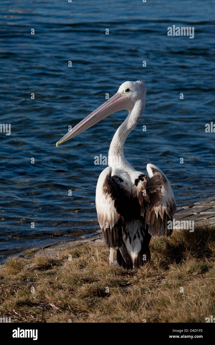 Vue arrière de l'Australian Pelican avec les ailes étendues pour le séchage de Bermagui à Sapphire Coast NSW Australie Banque D'Images