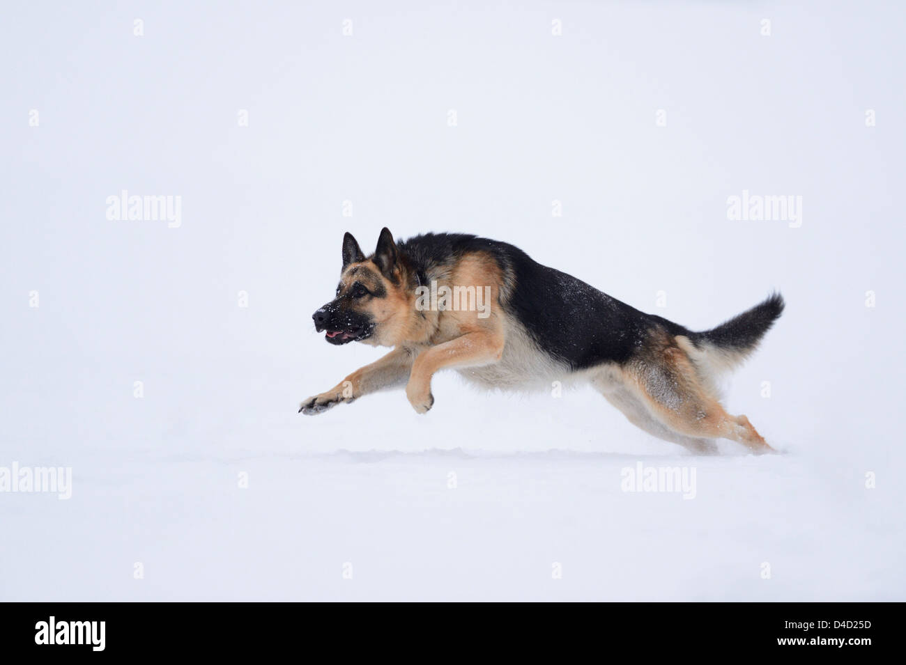 German sheperd dans la neige, Haut-Palatinat, Germany, Europe Banque D'Images