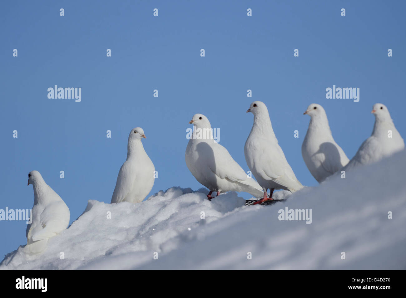 Colombes blanches dans la neige, Bavaria, Germany, Europe Banque D'Images