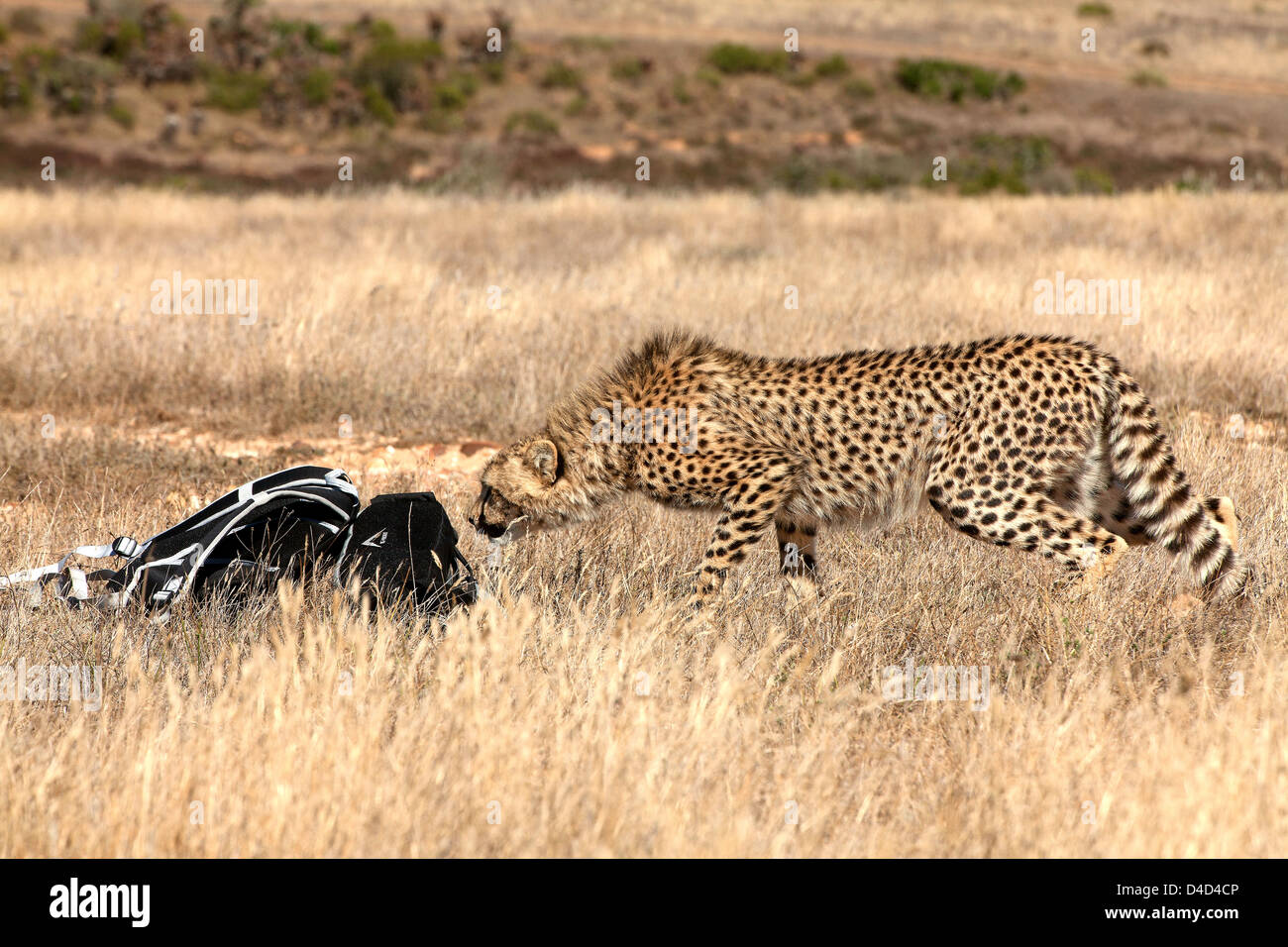 Cheetah curieux Banque D'Images