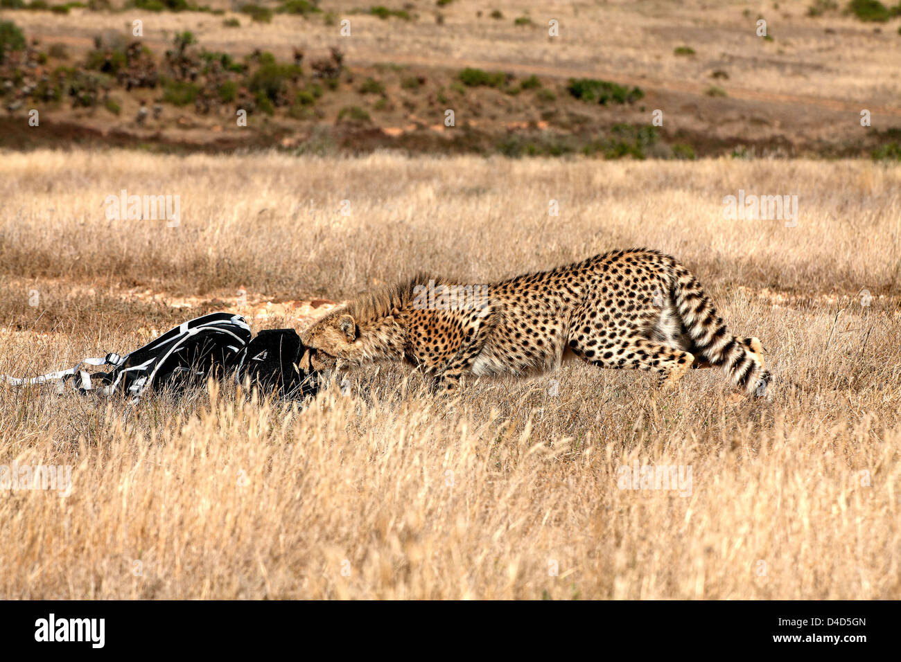 Cheetah curieux Banque D'Images