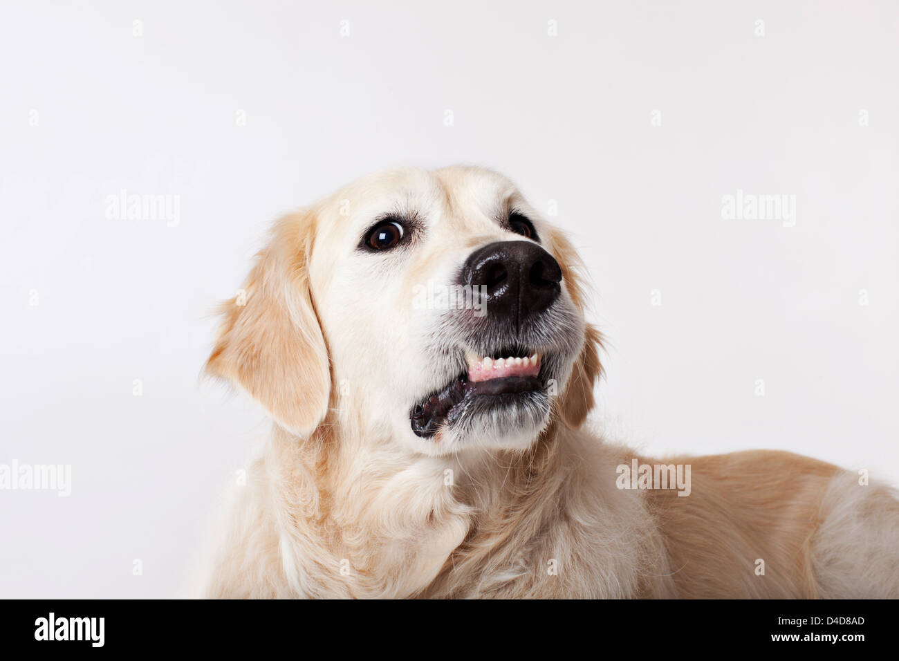 Close up of dog's face grogne Banque D'Images