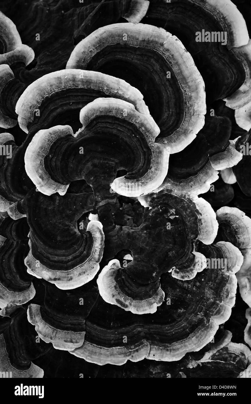 L'Italie. Coriolus Trametes versicolor mushroom Banque D'Images