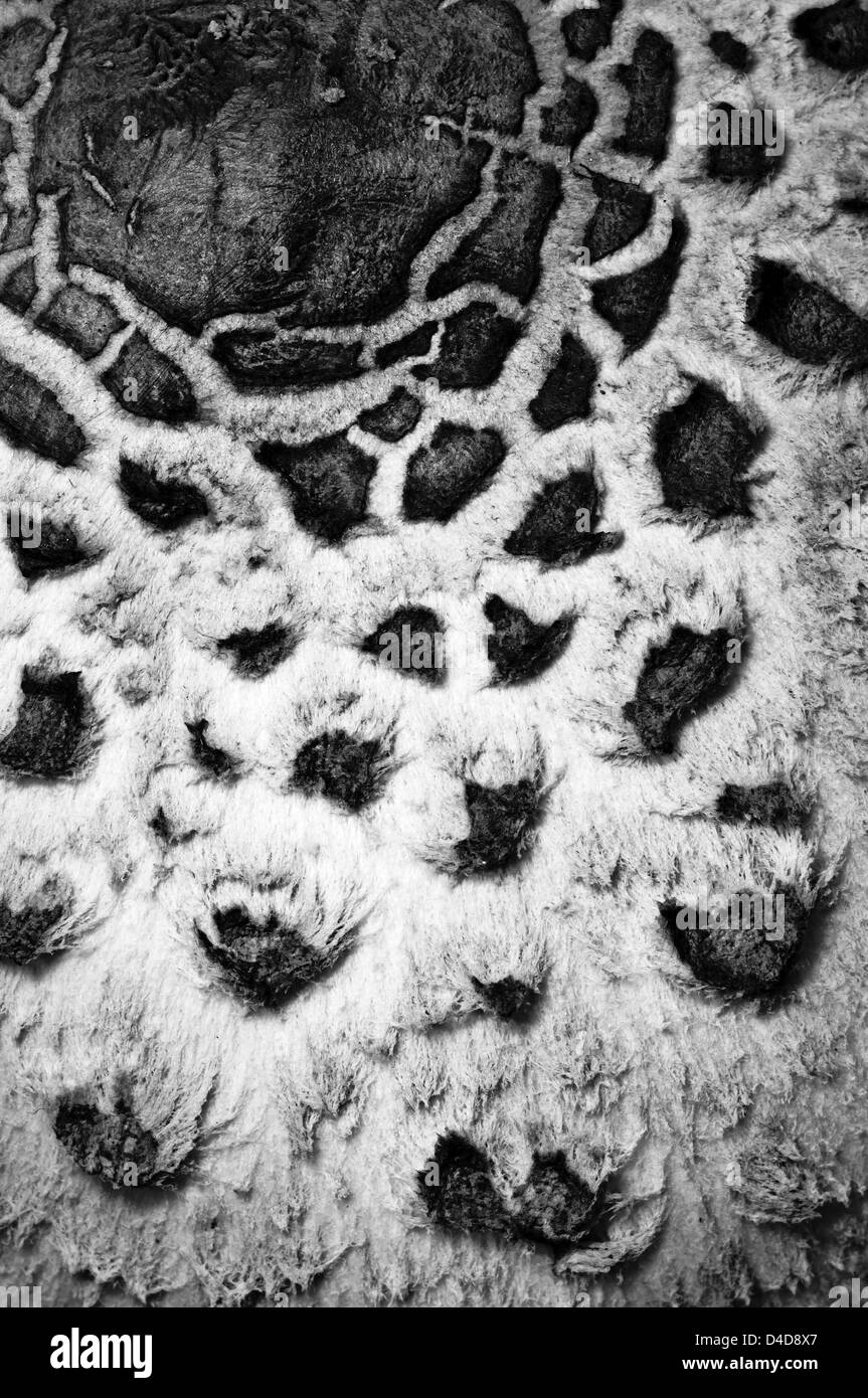 Macrolepiota procera détail de champignon Banque D'Images