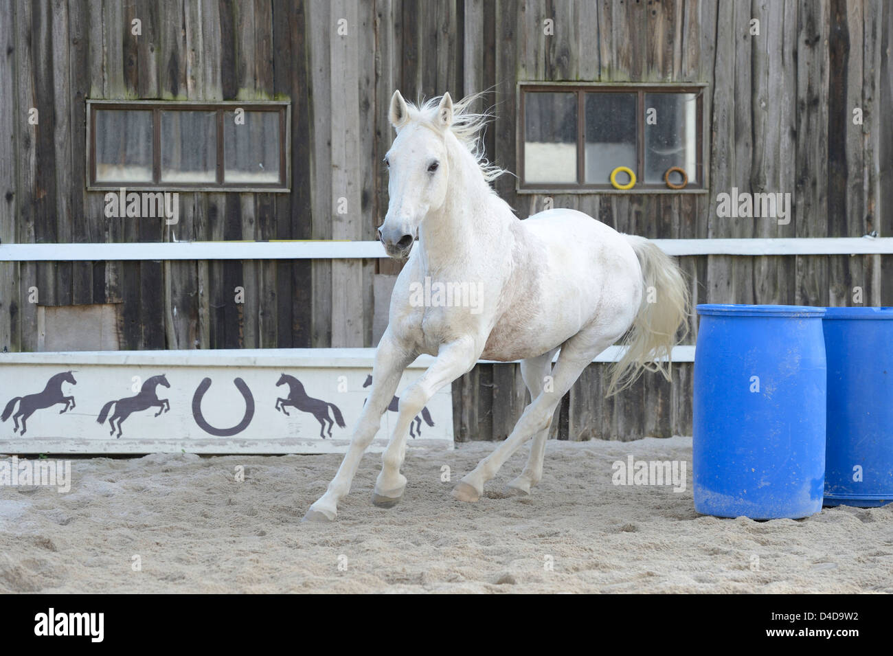 Cheval gris gallopping dans un cours de saut, portrait Banque D'Images