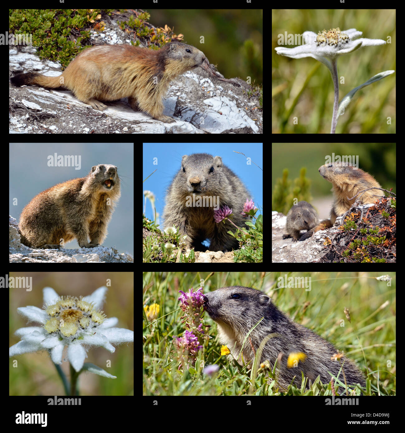 Sept photos mosaïque de Marmotte des Alpes (Marmota marmota) et edelweiss (Leontopodium nivale) dans les montagnes des Alpes Françaises Banque D'Images