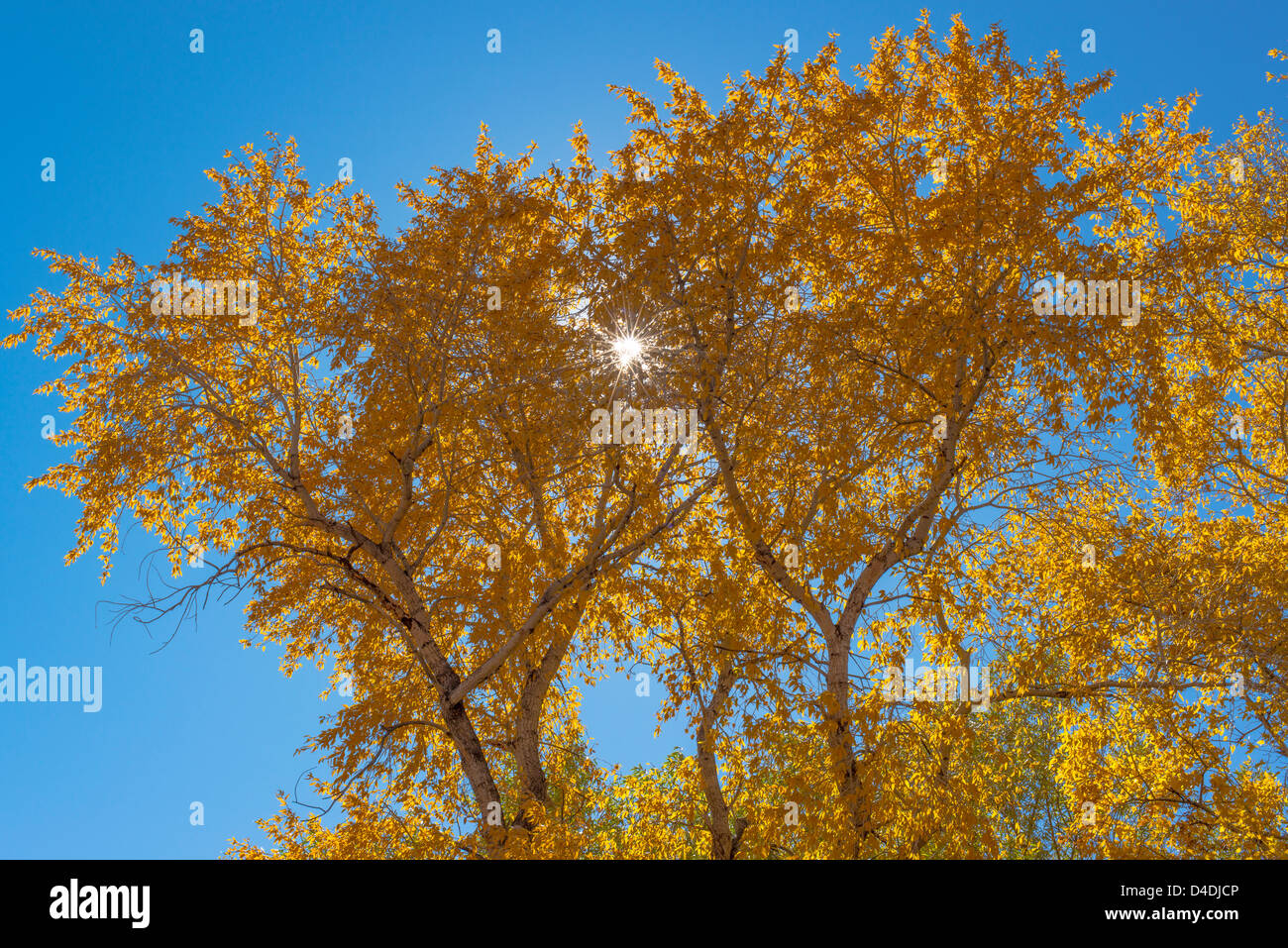 Couleurs d'automne dans les arbres avec le soleil peeking through les feuilles dans le Colorado, USA Banque D'Images