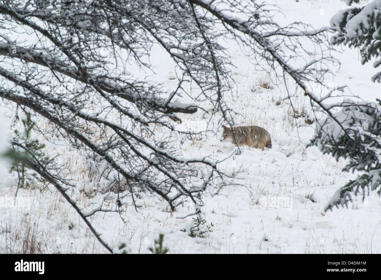 Coyote la chasse à des fins alimentaires dans la neige dans un champ dans les Rocheuses Banque D'Images