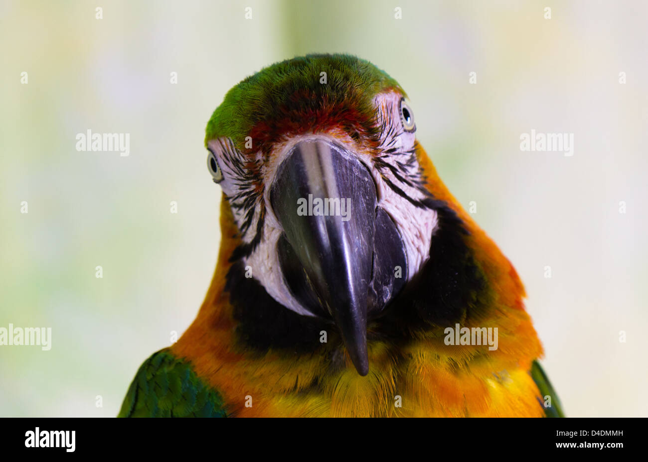 Macaw Parrot looking at camera Banque D'Images
