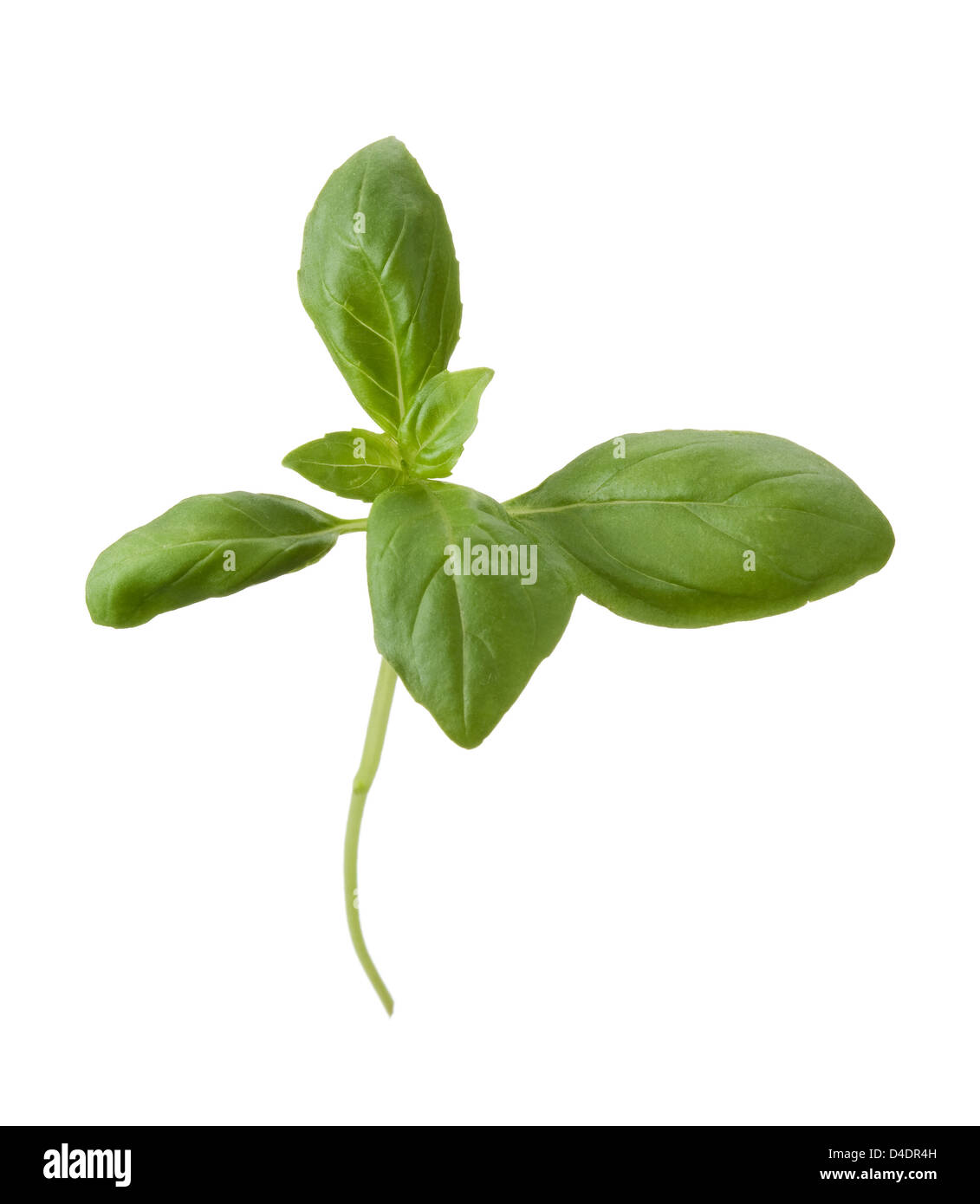 Basil isolated on white background Banque D'Images