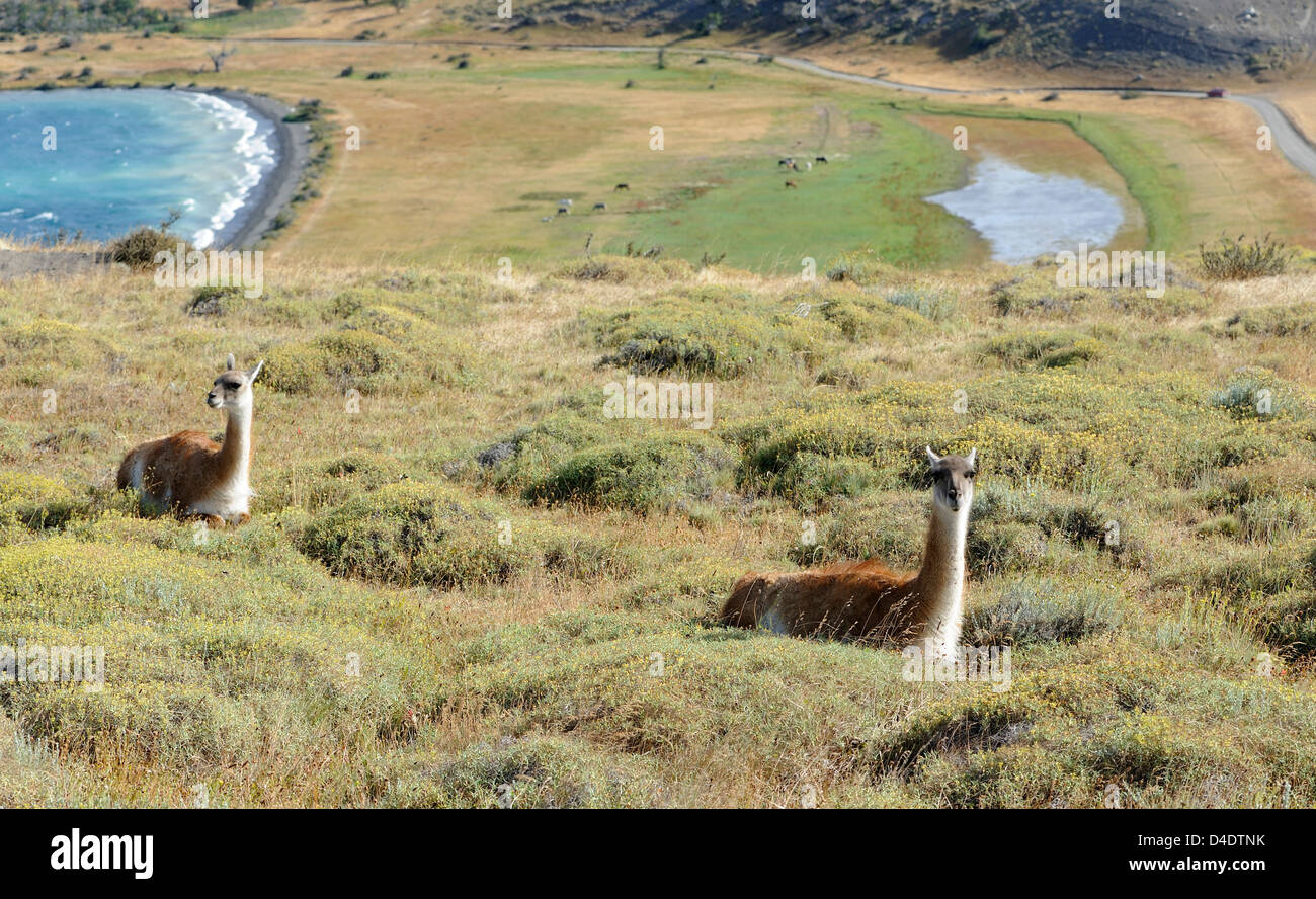 Deux guanacos (Lama guanicoe) ruminer dans la végétation rugueux au-dessus de Laguna Azul, Parc National Torres del Paine, Banque D'Images