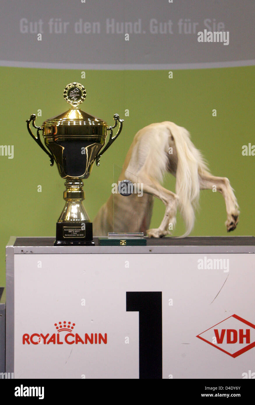 Sawahim Greyhound Dakira saute le podium avec le trophée à Dortmund, en Allemagne, 4 mai 2008. Kennel Club Allemand ('Verband für das deutsche Hundewesen' (VDH)) Sawahim Dakira élu comme le plus beau chien à sa juste reproduction à Dortmund. 6000 chiens de 240 races pur-sang de 31 pays européens ont participé aux concours. Photo : BERND THISSEN Banque D'Images