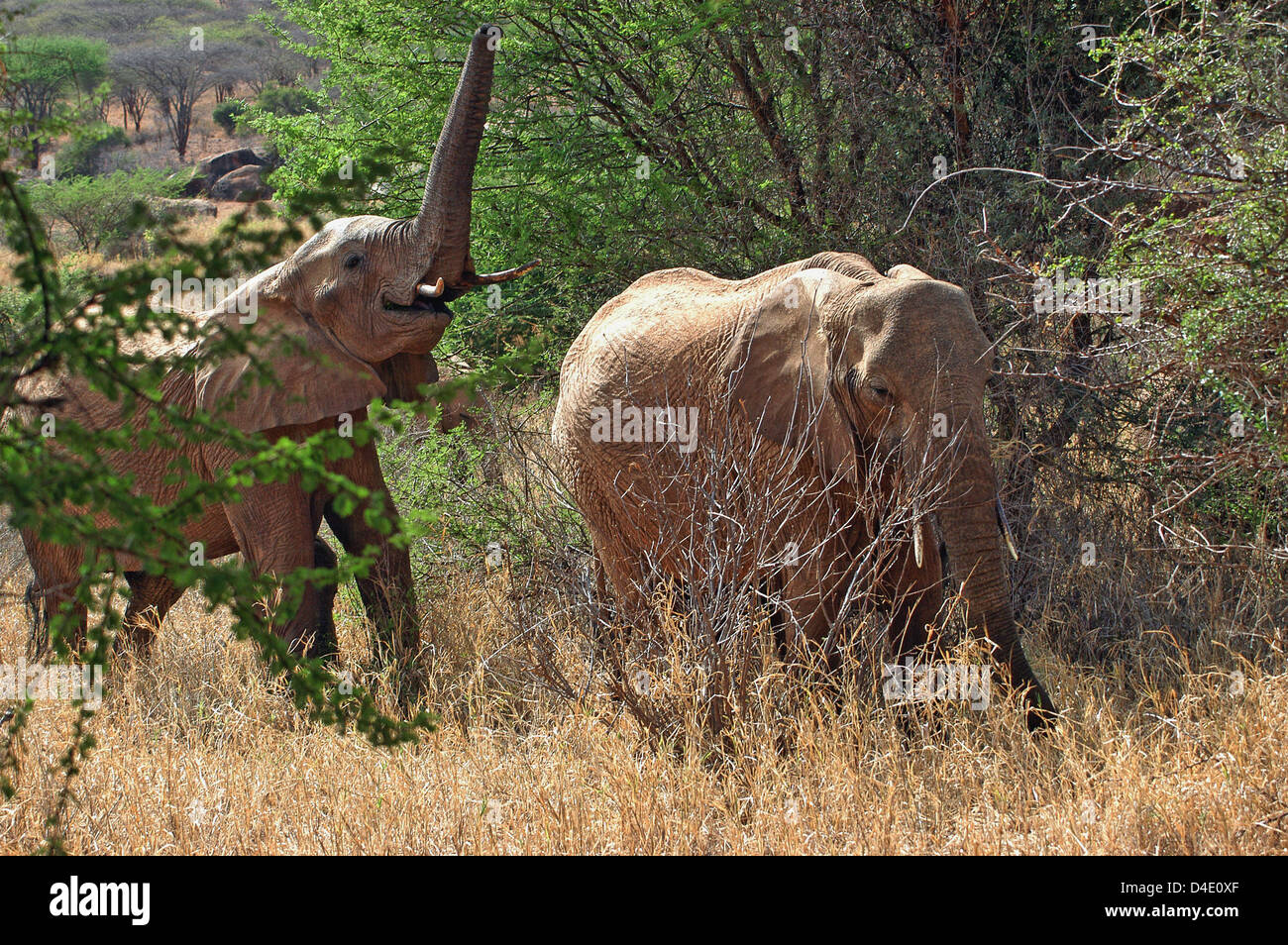 Dans l'alimentation des éléphants du parc national de Tsavo Ouest, au Kenya. Banque D'Images