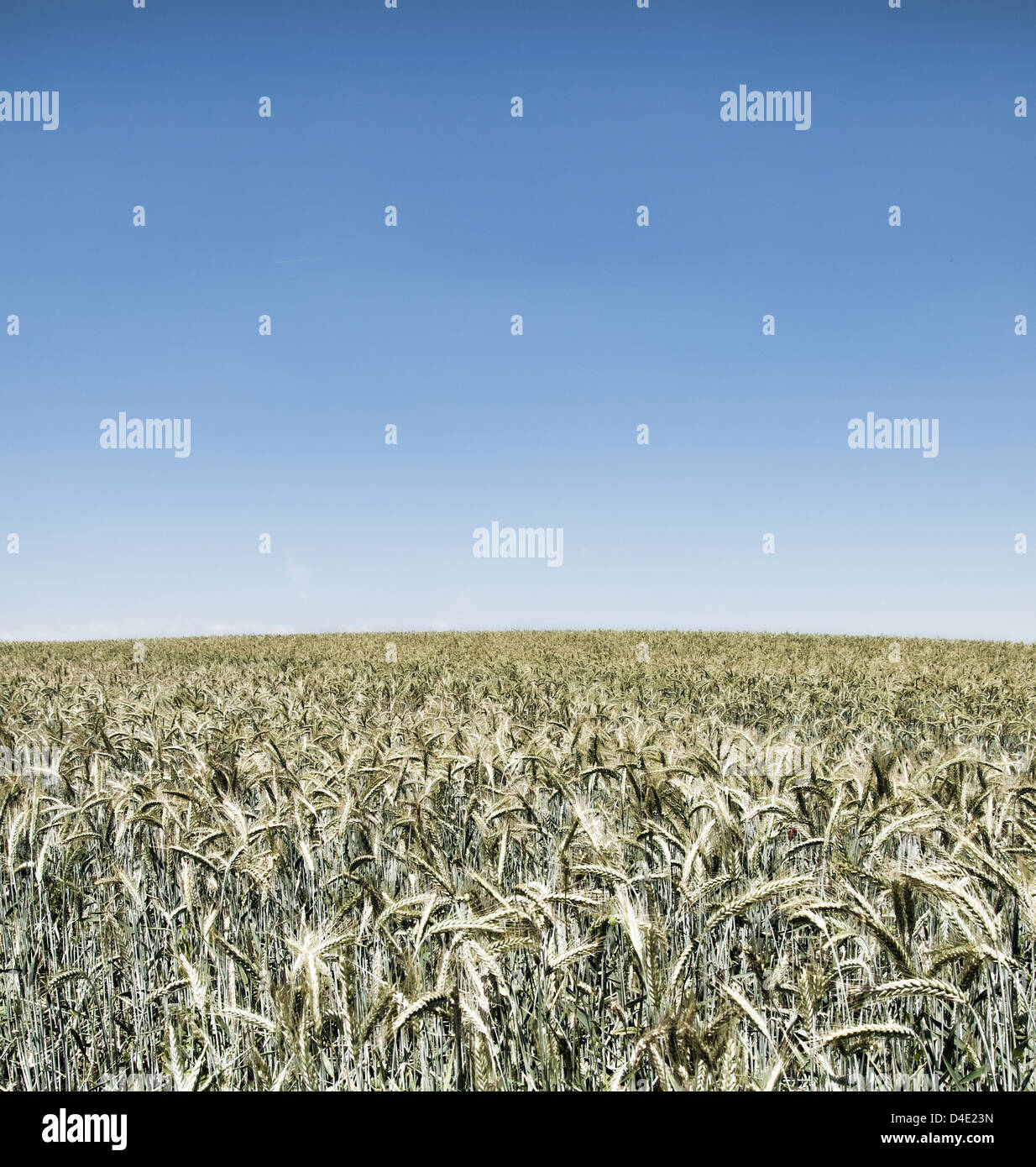 Wheatfield surréaliste on blue sky Banque D'Images