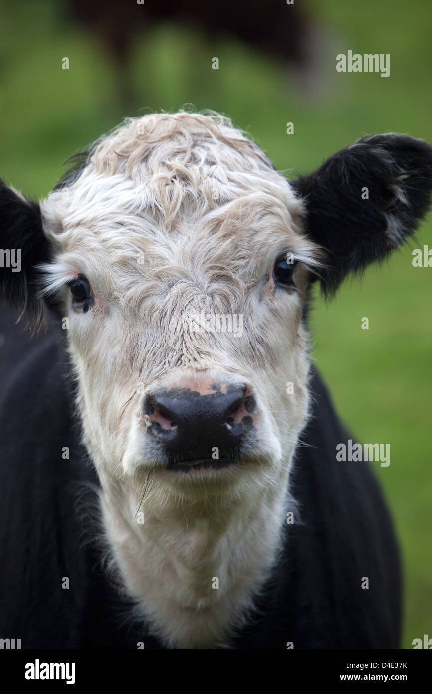 Close-up of Bulls Face Banque D'Images