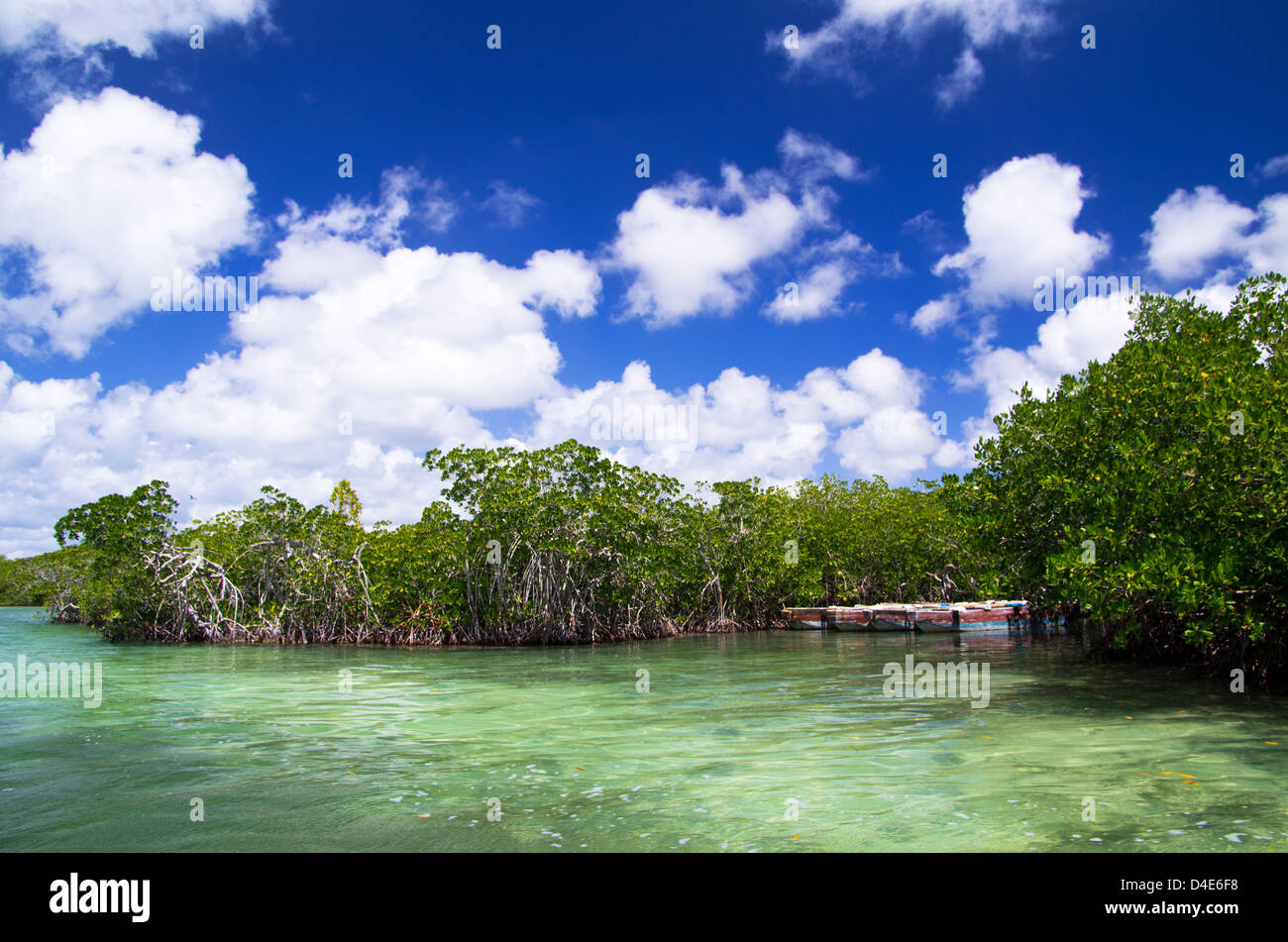 Les palétuviers, en mer des Caraïbes Banque D'Images