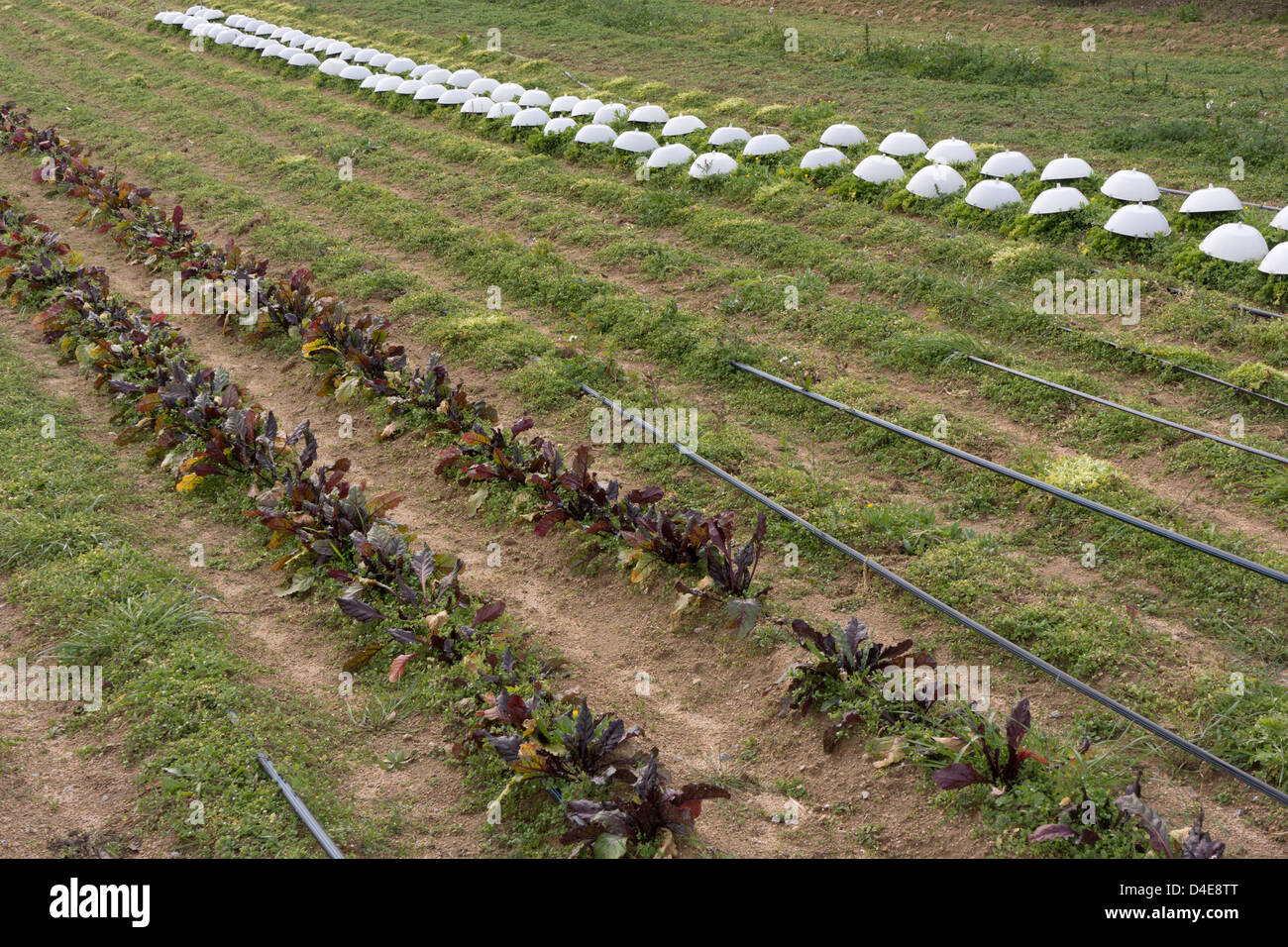 L'agriculture biologique avec l'irrigation goutte-à-goutte Banque D'Images
