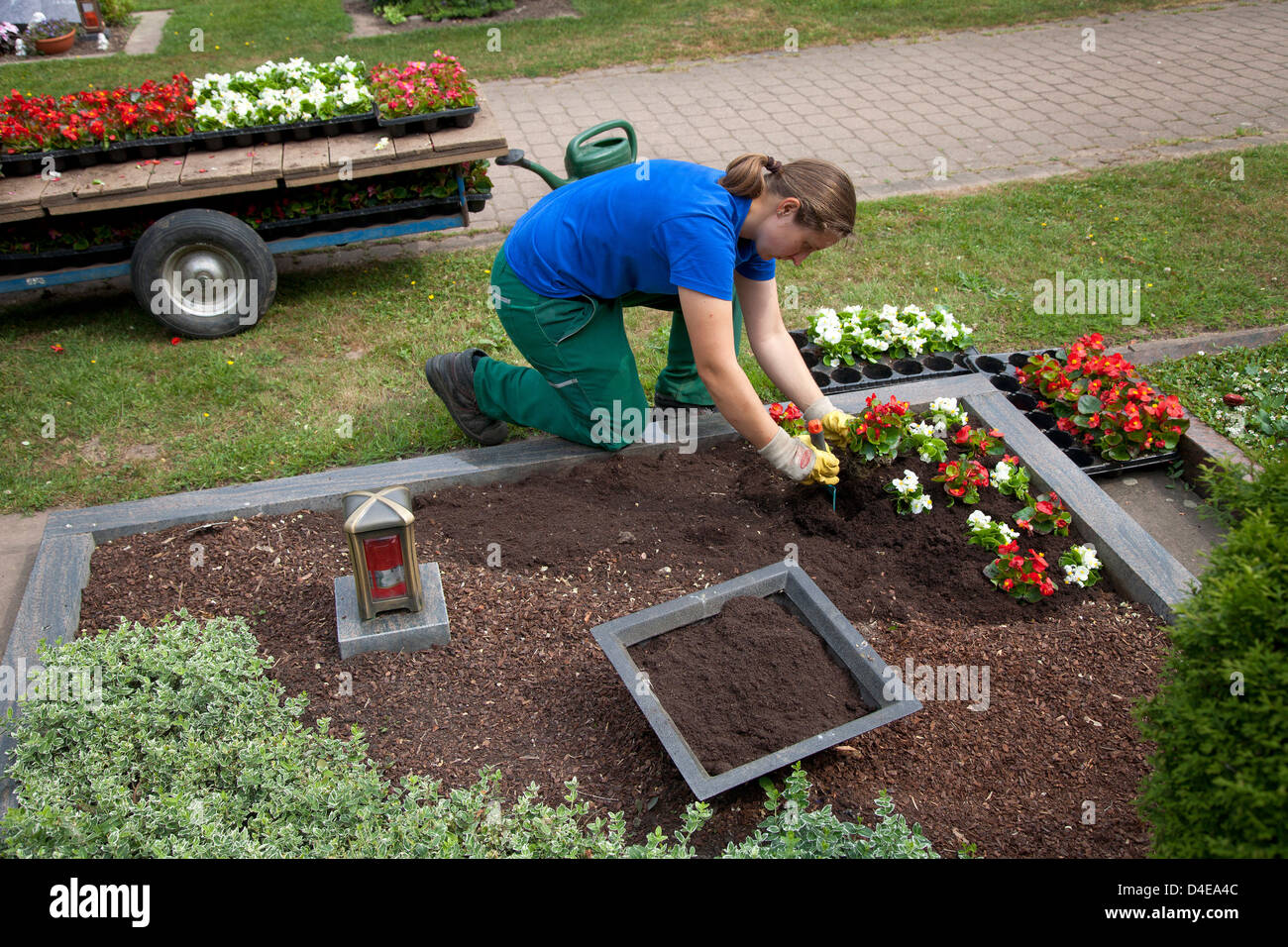 Meerbusch, Allemagne, un Friedhofsgaertnerin plantées une tombe Banque D'Images