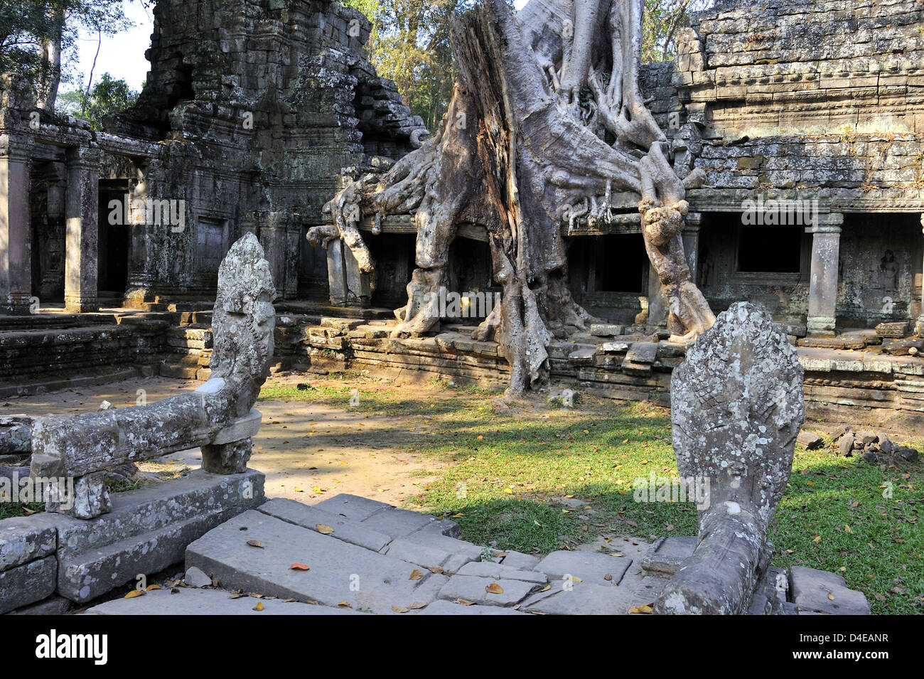 D'étrangler les racines (Tetrameles nudiflora) à Preah Khan, Angkor, Cambodge Banque D'Images