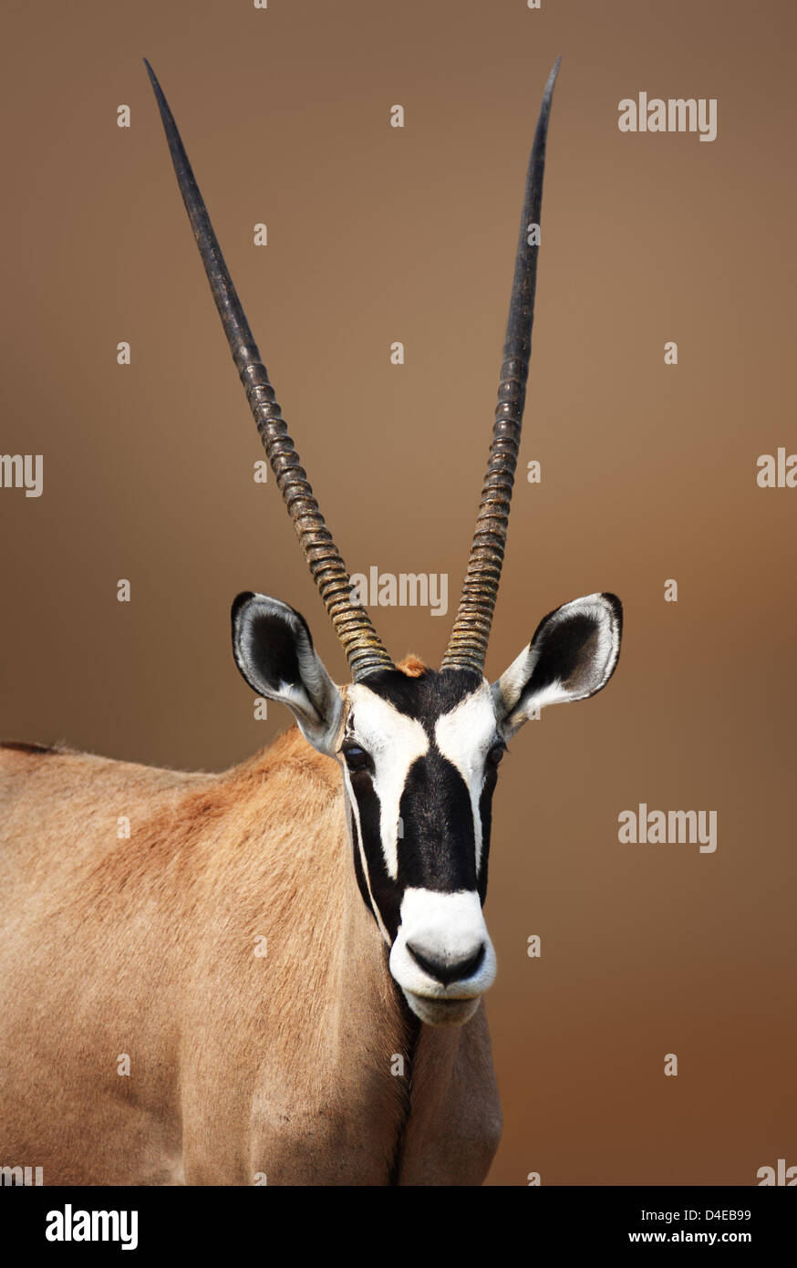 Portrait de Gemsbok dans désert Etosha ( Oryx gazella) Banque D'Images