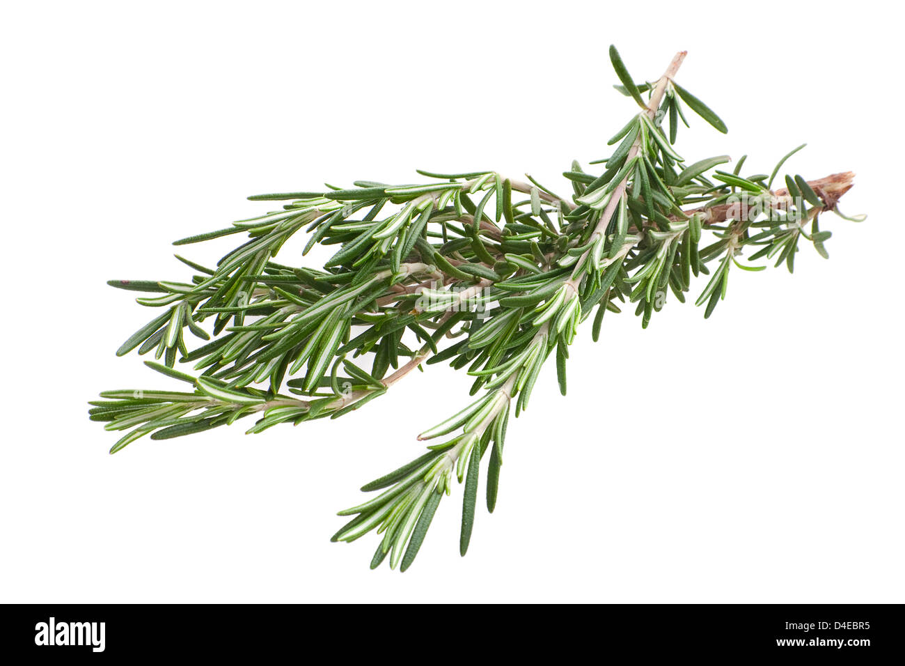 Rosemary herb twig libre de isloated on white Banque D'Images