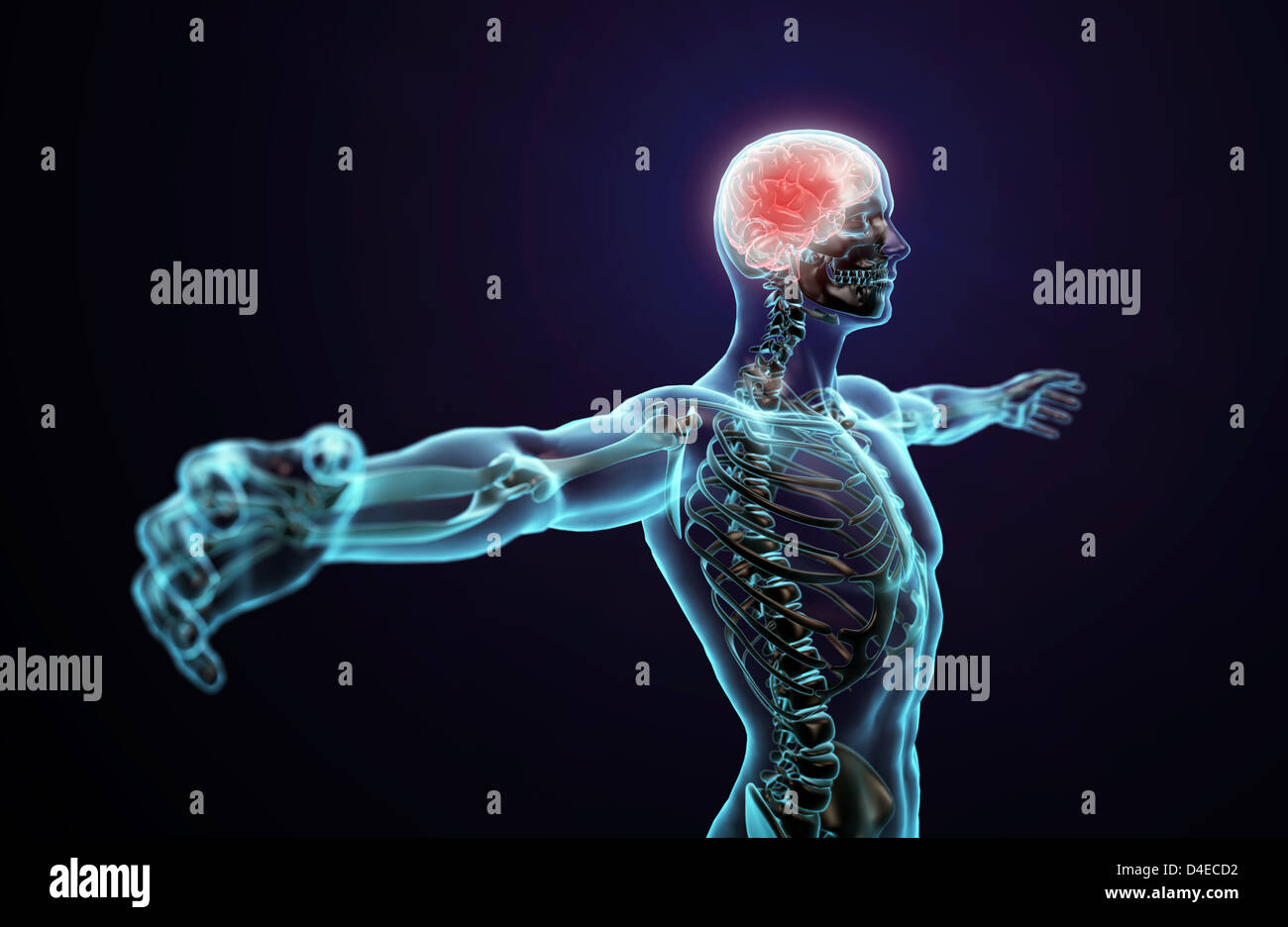 L'anatomie humaine illustration - système nerveux central avec un cerveau visible Banque D'Images