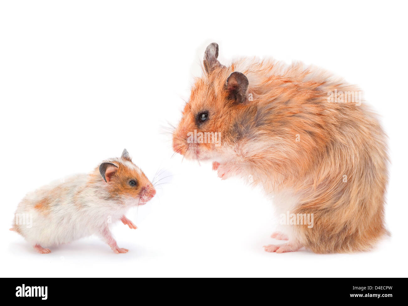 Young Hamster Banque De Photographies Et D Images A Haute Resolution Alamy