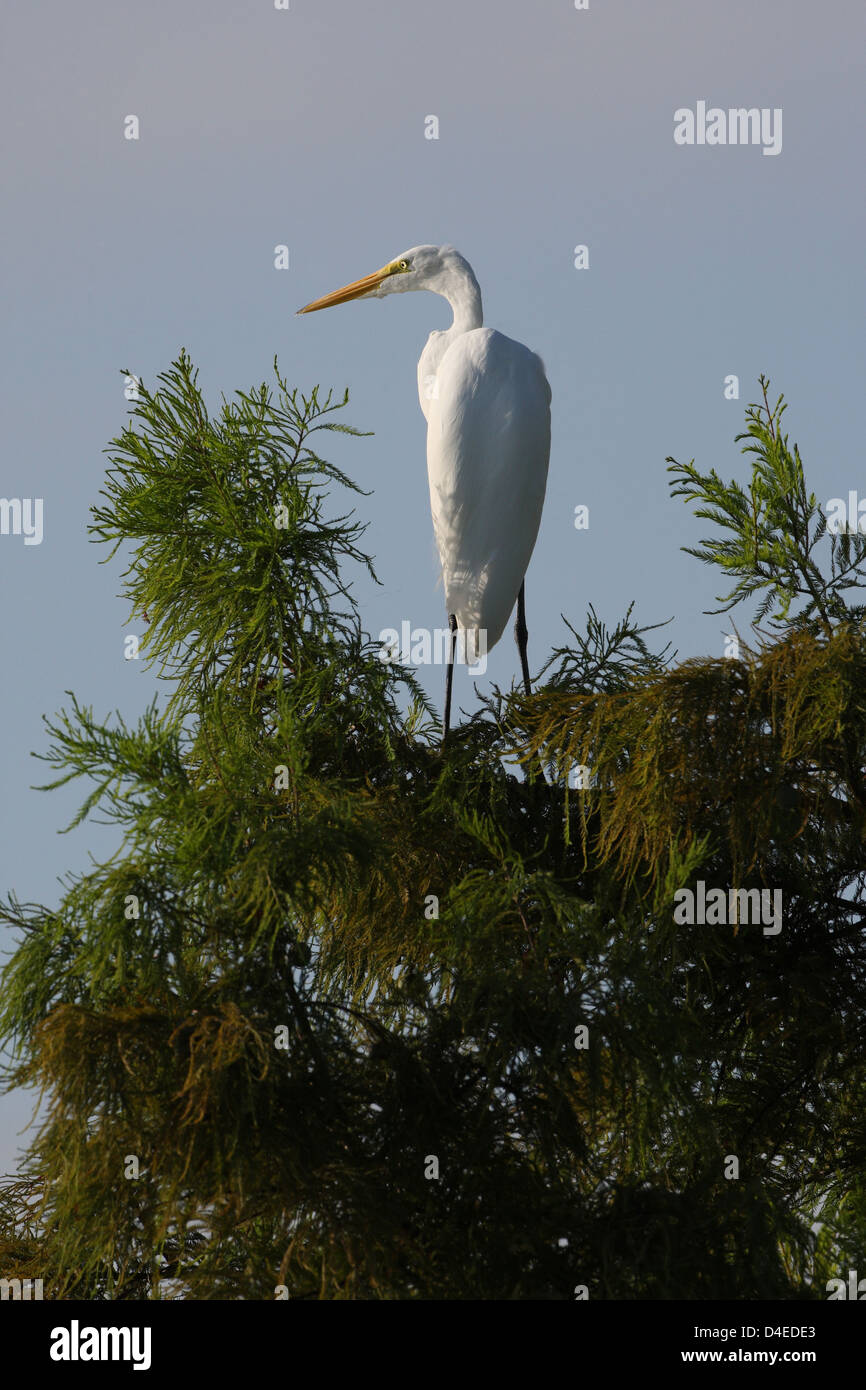 grande aigrette Banque D'Images