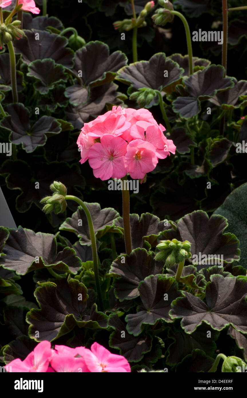 Pelargonium X hortorum 'Pink (R)'.F1. Banque D'Images