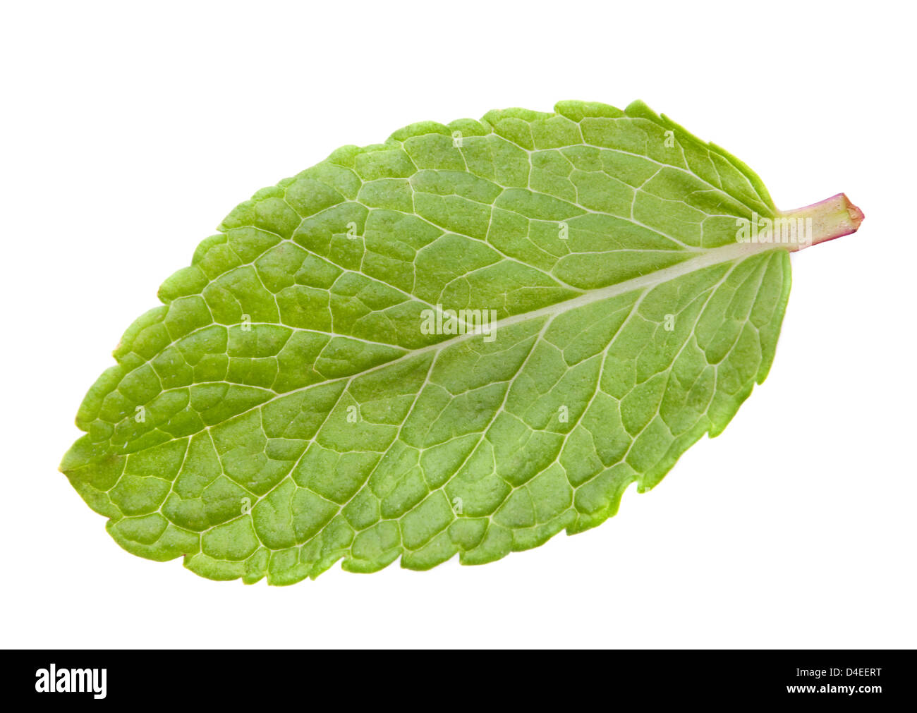 Feuille d'herbe menthe heap isolated on white Banque D'Images