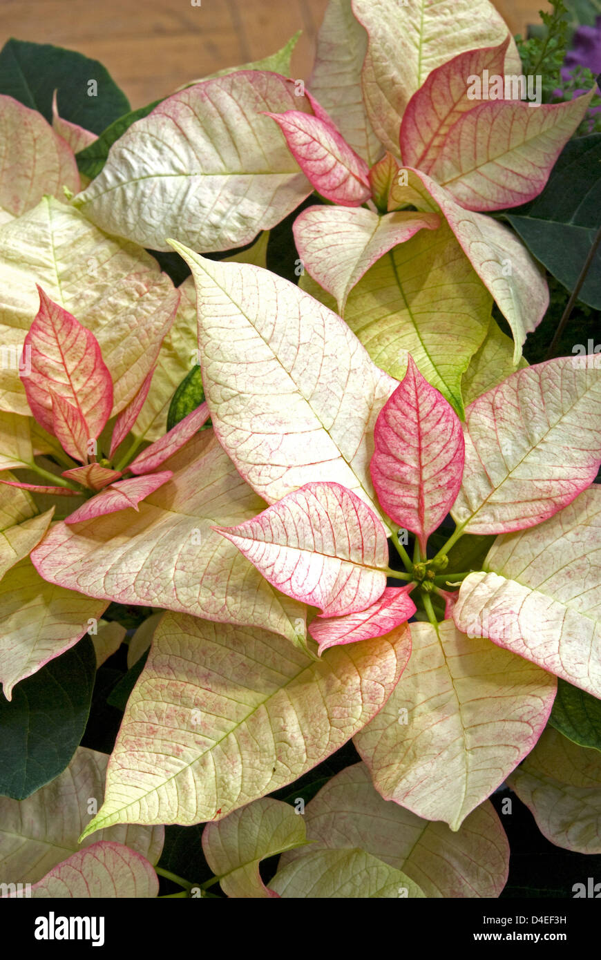 Euphorbia pulchellum 'Myra'. 'Poinsettia'. Banque D'Images