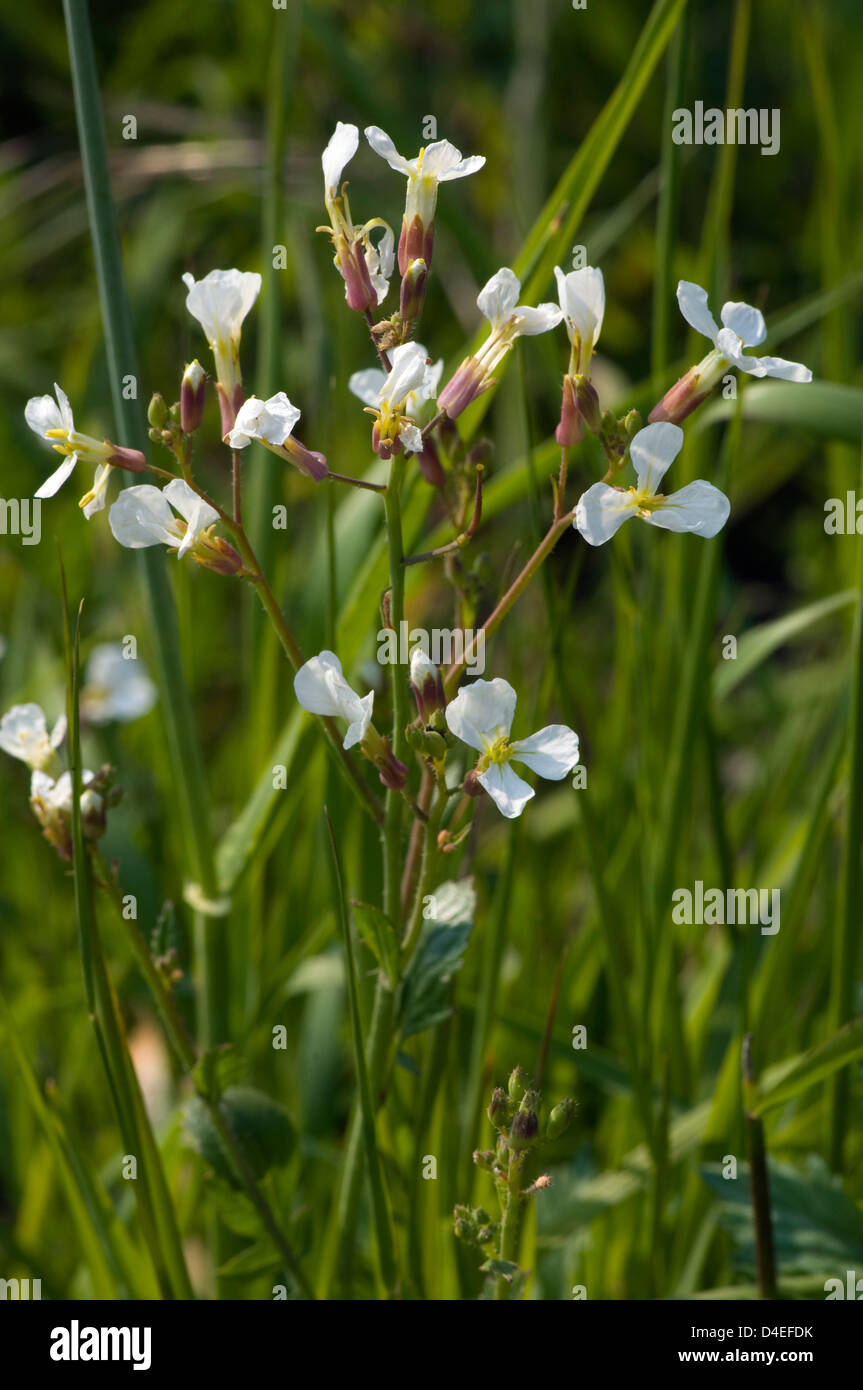 Le radis sauvage (Raphanus raphanistrum). Banque D'Images