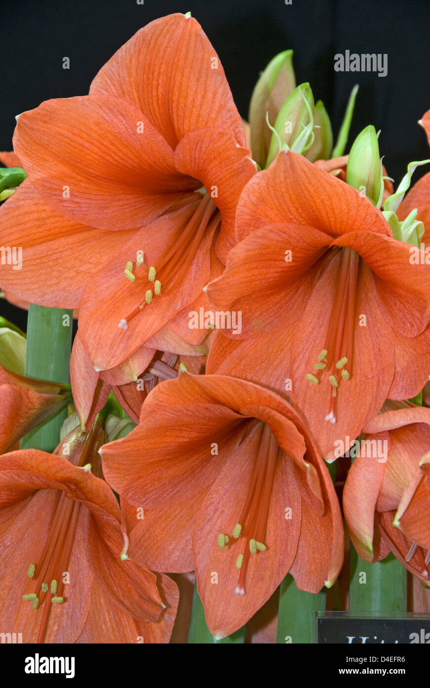 Amaryllis. Hippeastrum 'Hercules' Banque D'Images