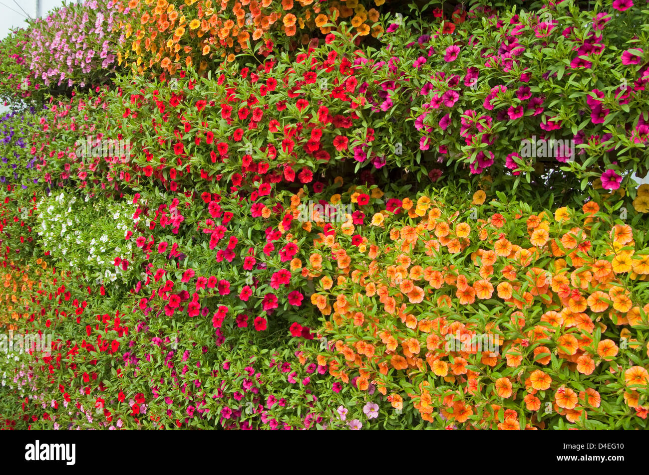 Calibrachoa Cabaret série. Par affichage et à Ball Colegrave. Banque D'Images