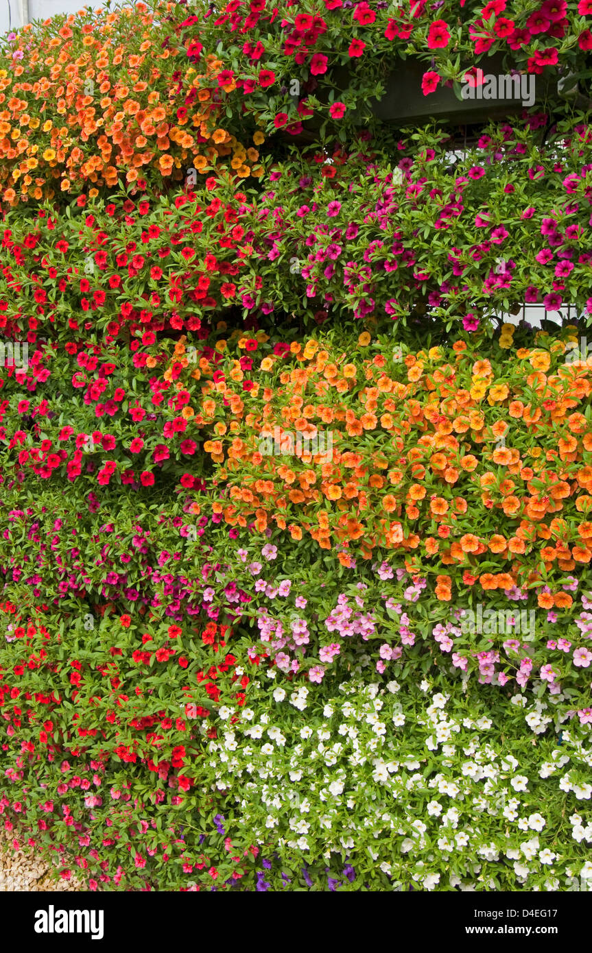 Calibrachoa Cabaret série. Par affichage et à Ball Colegrave. Banque D'Images