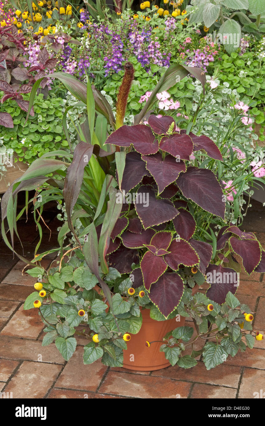 Contenant - Fleurs Annuelles plantées Spilanthes 'Peek-a-boo' Pennisetum Dianthus Coleus 'Purple Majesty' photographié à Ball-Colegrave. Banque D'Images