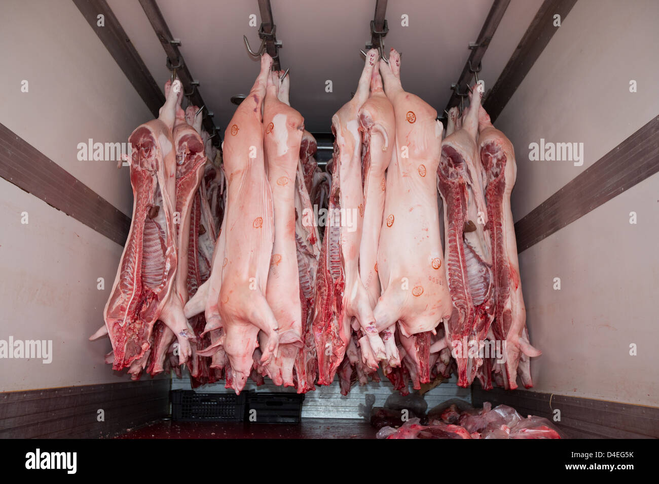 Des carcasses de porc accroché dans un camion frigorifique Banque D'Images