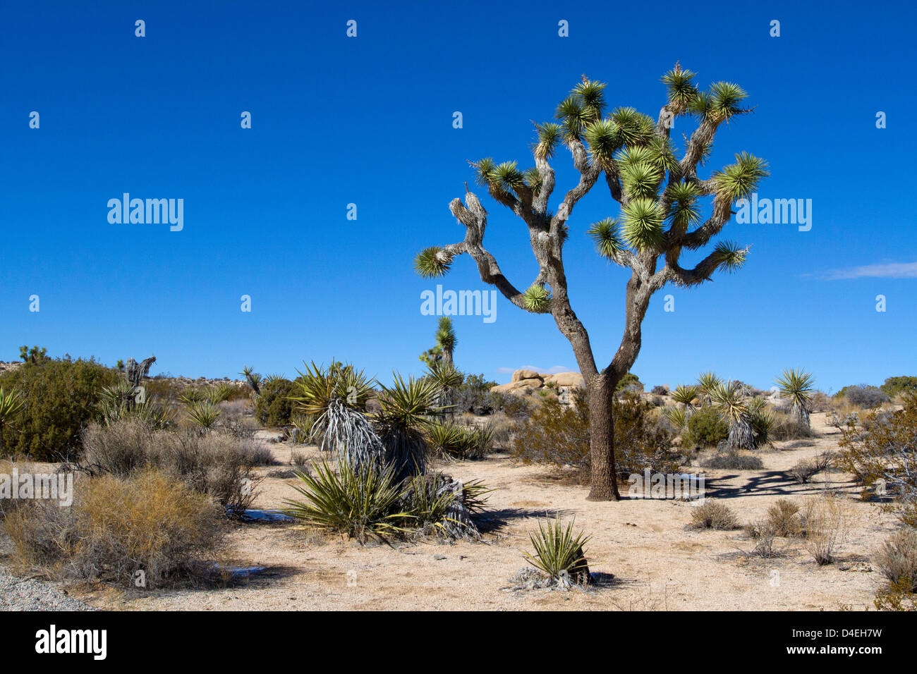 Joshua Tree (Yucca brevifolia) et du paysage environnant à Barker Dam, Joshua Tree National Park, California, USA en Janvier Banque D'Images