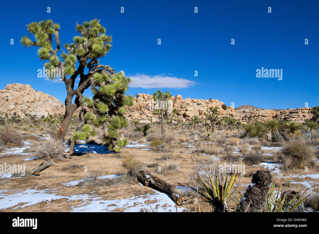 Joshua Tree (Yucca brevifolia) et du paysage environnant à Barker Dam, Joshua Tree National Park, California, USA en Janvier Banque D'Images