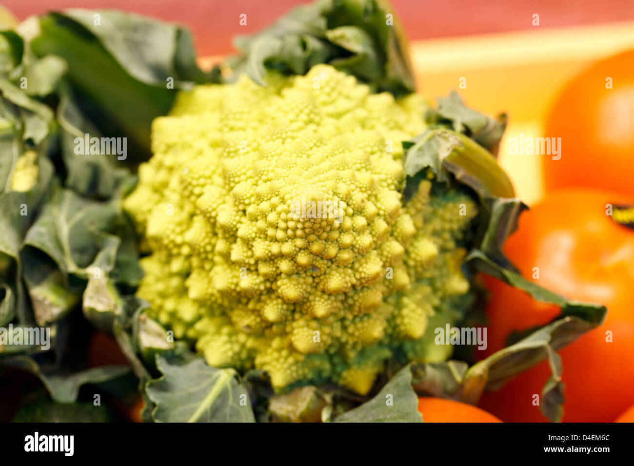 Berlin, Allemagne, romanesco à la Fruit Logistica 2011 Banque D'Images