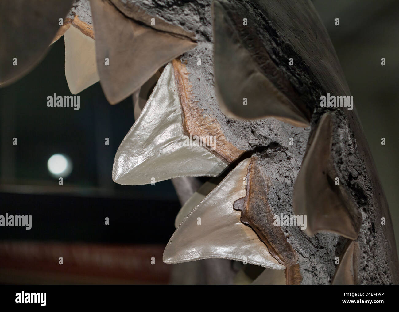 Les dents de requin libre Banque D'Images Les dents de requin libre Banque D'Images