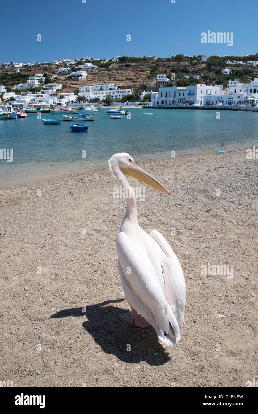 Petros, un pélican blanc (Pelecanus onocrotalus), la mascotte officielle de Mykonos, sur la plage de Chora dans les îles grecques Banque D'Images