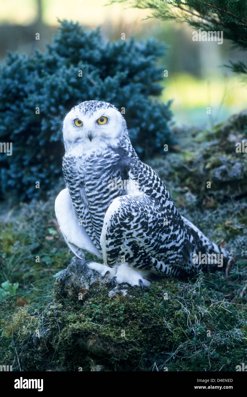 Schnee-Eule, Jungvogel (Nyctea scandiaca) Jeune Harfang des • Bade-wurtemberg ; Deutschland, Allemagne Banque D'Images