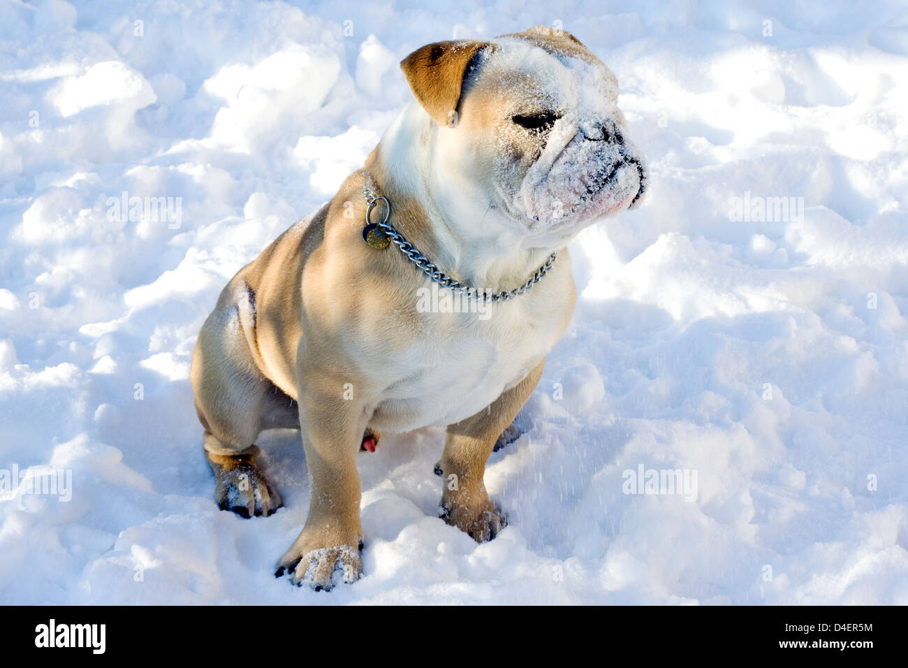 British Bulldog dans la neige Banque D'Images