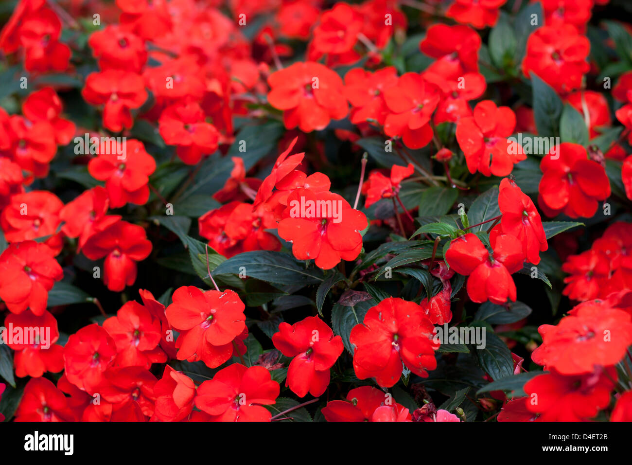 Les fleurs rouges fleurs jardin d'été feuilles vert beauté naturelle. Banque D'Images